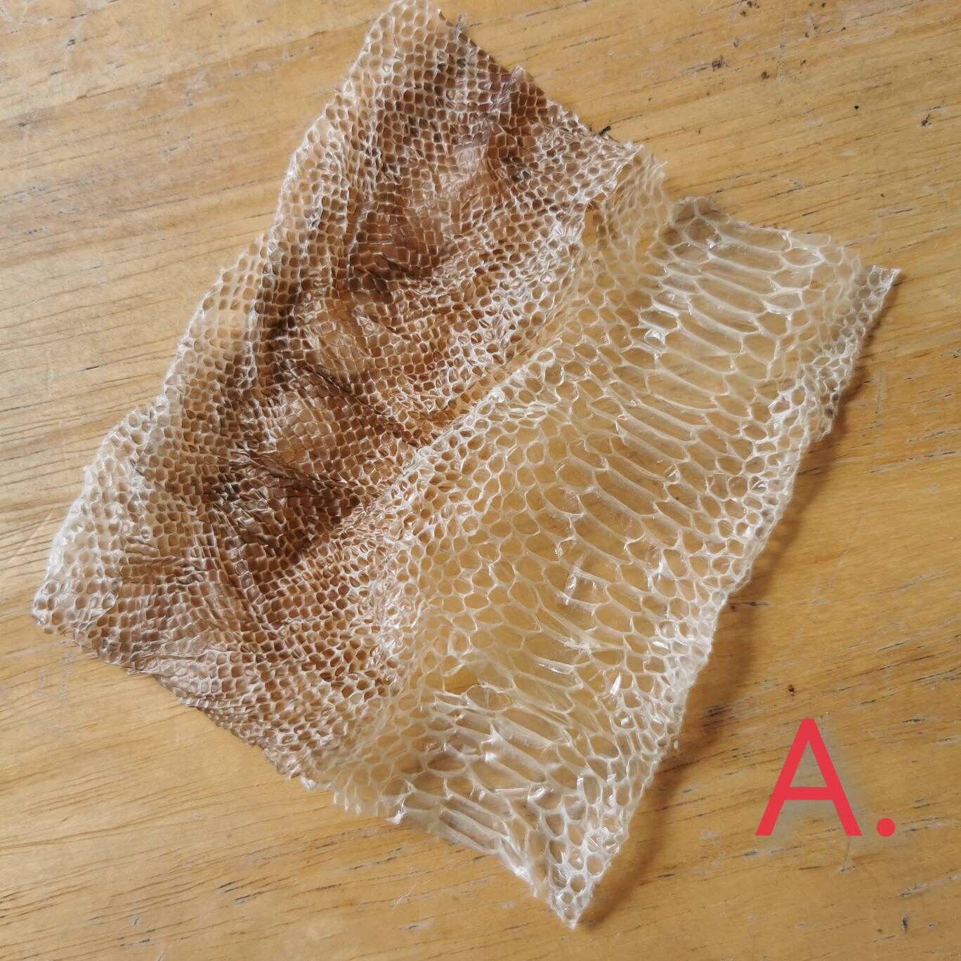 Snake Shed (Ball Python) il fullxfull.2995517172 j6ov (1)